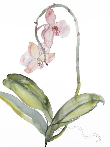 Print of Expressionism Botanic Paintings by Elizabeth Becker