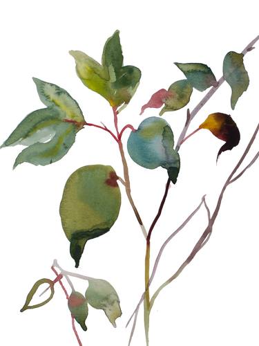 Original Nature Paintings by Elizabeth Becker