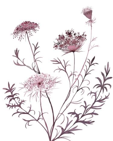 QUEEN ANNE'S LACE.  Queen annes lace, Flower tattoo, Queen anne's lace  flowers