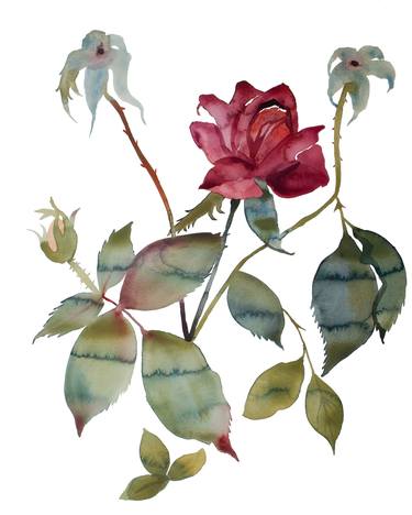 Print of Expressionism Botanic Paintings by Elizabeth Becker