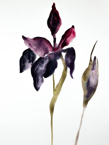 Original Botanic Paintings by Elizabeth Becker