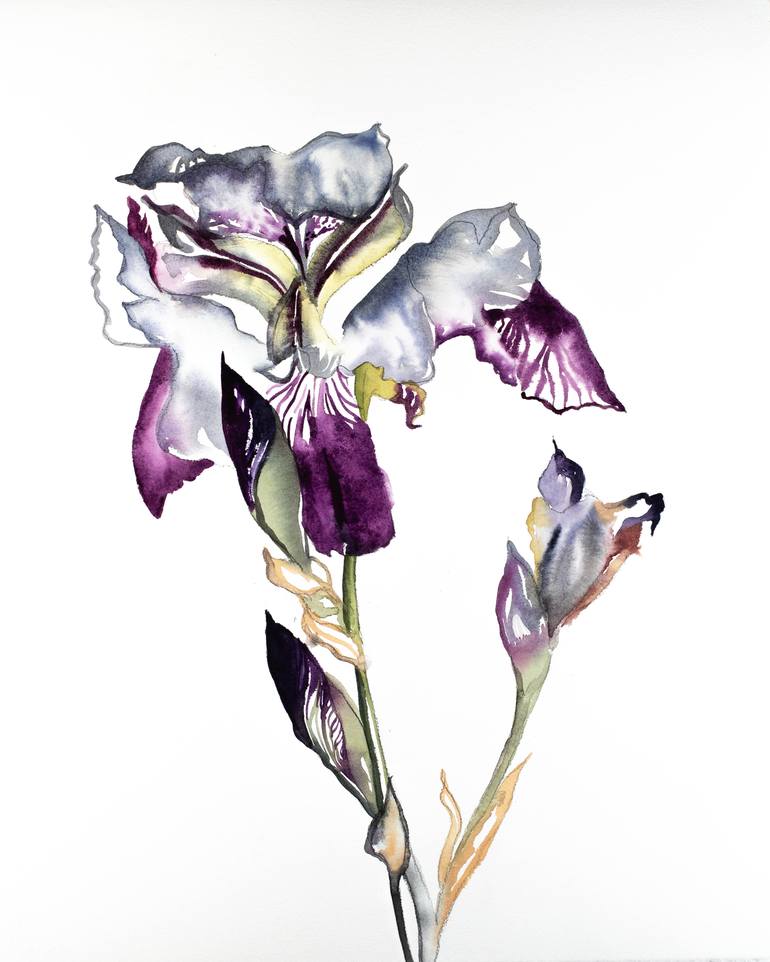 Iris No. 79 Art Print