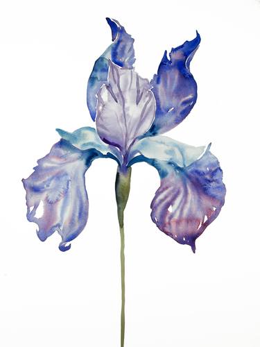 Original Botanic Paintings by Elizabeth Becker