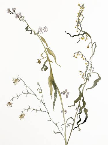 Print of Botanic Paintings by Elizabeth Becker
