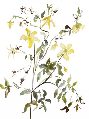 Print of Botanic Paintings by Elizabeth Becker