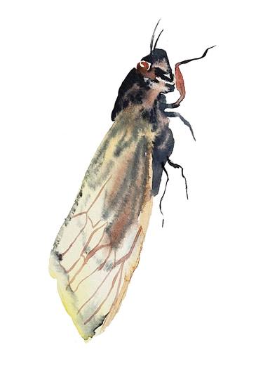 Cicada thumb