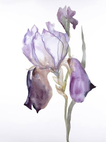 Print of Expressionism Botanic Paintings by Elizabeth Becker