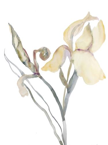 Original Botanic Paintings by Elizabeth Becker