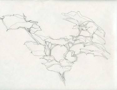 Original Abstract Botanic Drawings by Joann Milano Neal