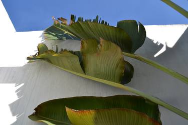 Print of Conceptual Botanic Photography by Maja Barisic