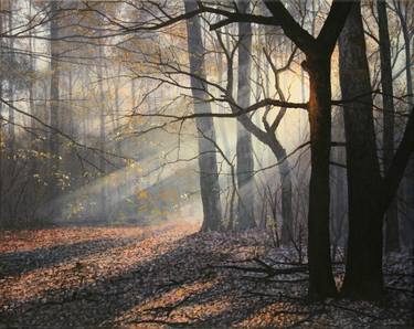 morning light in forrest thumb