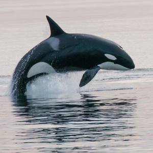 Collection T60D breaches during harbor seal hunt