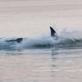 Collection T60D breaches during harbor seal hunt