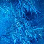 Blue 1 by Tanya Shymko