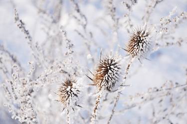 teasels in the snow thumb