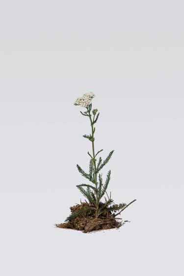 Achillea millefolium - Limited Edition 1 of 50 thumb