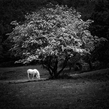 Hawthorn & White Horse thumb