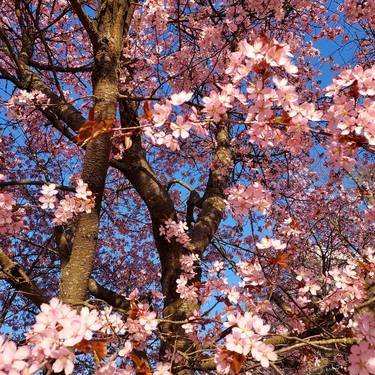 Original Documentary Tree Photography by Terhi Tree