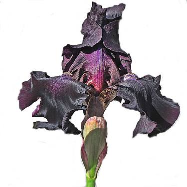 Print of Realism Floral Photography by Julia Lynn