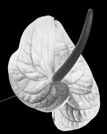 Anthurium - Limited Edition 1 of 3 thumb