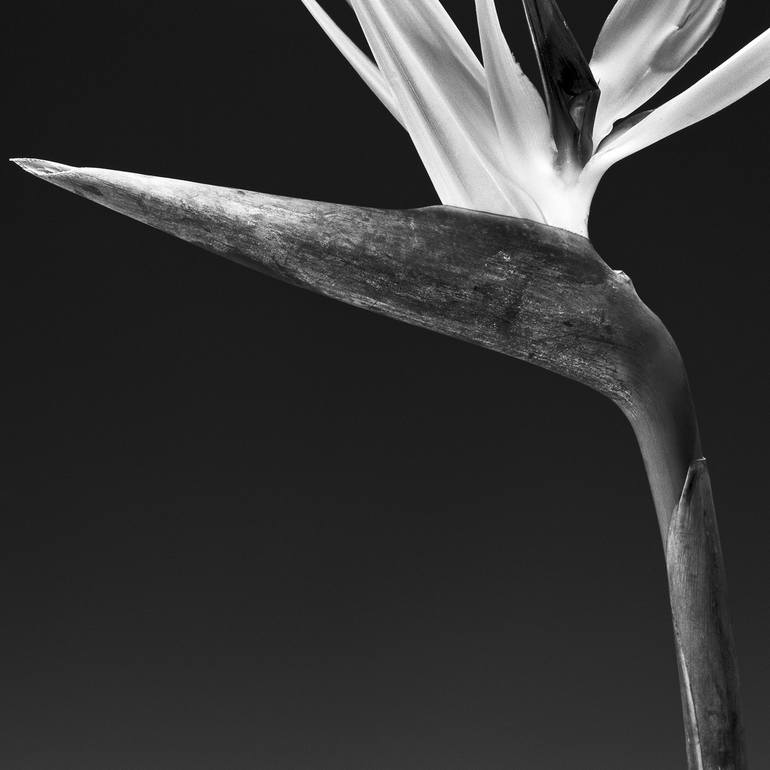 Original Floral Photography by Heinz Baumann