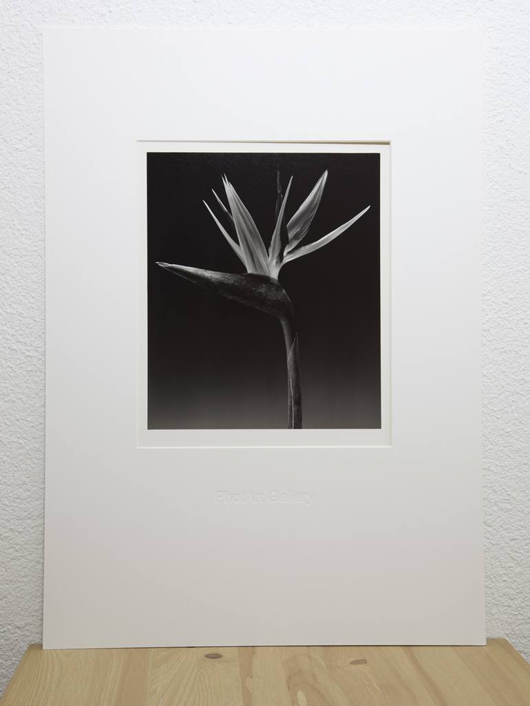 Original Floral Photography by Heinz Baumann