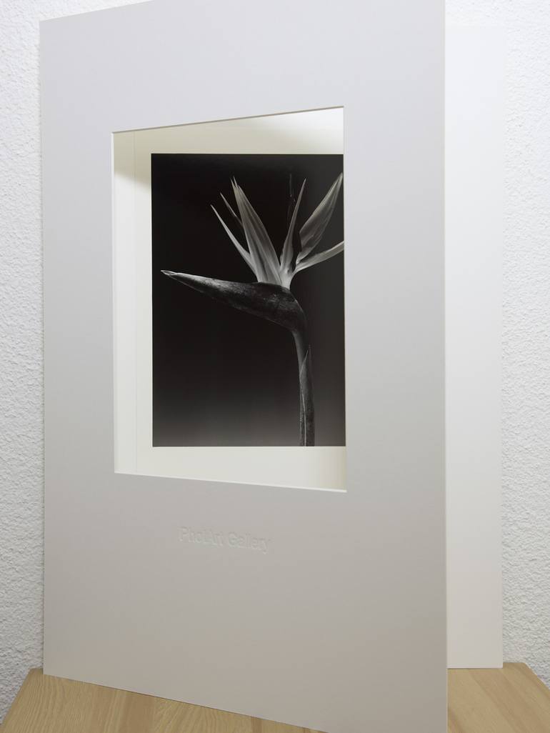 Original Floral Photography by Heinz Baumann