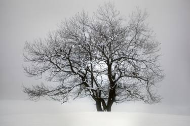 Original Botanic Photography by Heinz Baumann