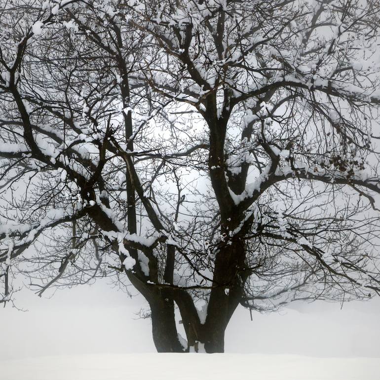 Original Fine Art Botanic Photography by Heinz Baumann