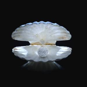 Sweet shell - Limited Edition 4 of 6