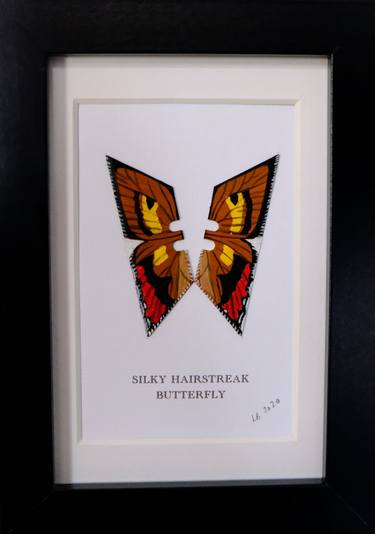 Silky hairstreak butterfly thumb