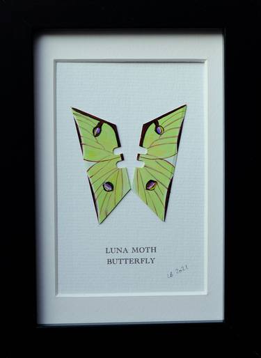 Luna Moth Butterfly thumb