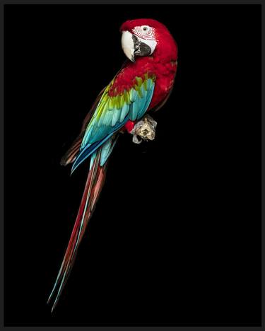Scarlet Macaw thumb