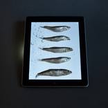 Stilleven - Limited Edition 1 of 20 by ART CLUMBA