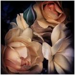Collection Eclectic Elegance