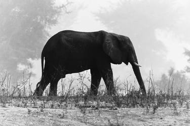 Print of Photorealism Animal Photography by David Papenfus