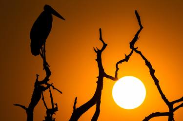 Sunrise Marabou Stork thumb