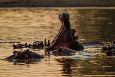 Print of Documentary Animal Photography by David Papenfus