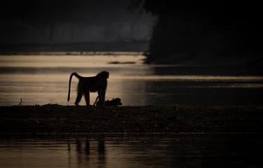 Print of Animal Photography by David Papenfus