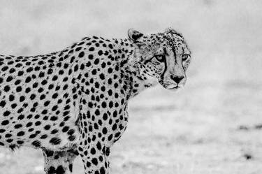 Staring Cheetah thumb
