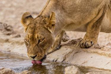 Print of Photorealism Animal Photography by David Papenfus