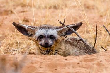 Print of Photorealism Animal Photography by David Papenfus