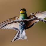 Perch Arrival by David Papenfus