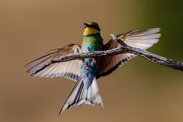 Print of Photorealism Animal Photography by David Papenfus