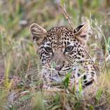 Leopard Cub by David Papenfus