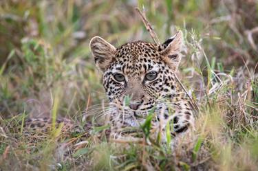 Print of Animal Photography by David Papenfus