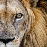 Old Male Lion Portrait - Limited Edition of 30 by David Papenfus