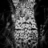 Night Time Leopard - Limited Edition of 10 by David Papenfus