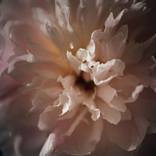 Peony - Limited Edition 1 of 20 by Michael Alex Weber