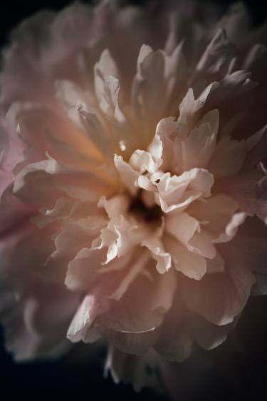 Print of Abstract Floral Photography by Michael Alex Weber